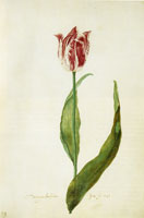 Judith Leyster Tulip