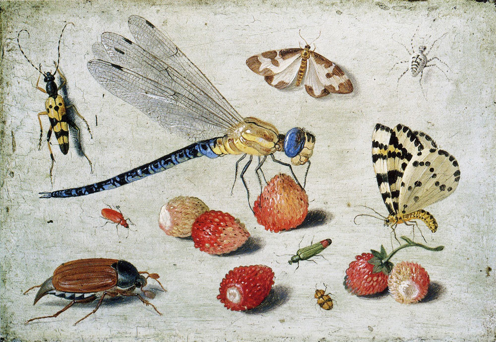Jan van Kessel the Elder - Study of Insects, Butterflies and Flowers