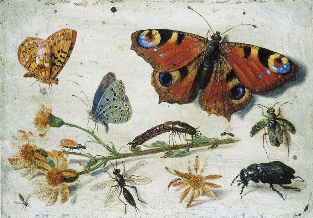 Jan van Kessel the Elder - Study of Insects, Butterflies and Flowers