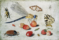 Jan van Kessel the Elder Study of Insects, Butterflies and Flowers