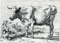 Paulus Potter Cow with Bent Horn