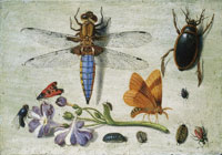 Jan van Kessel the Elder Study of Insects, Butterflies and Flowers