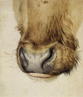 Albrecht Dürer Muzzle of an Ox