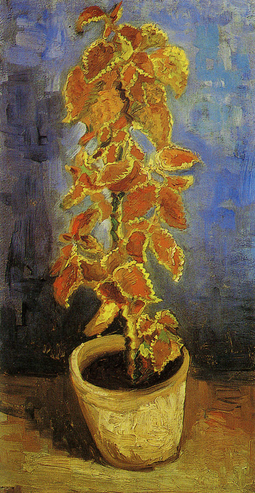 Vincent van Gogh - Coleus plant in a flowerpot