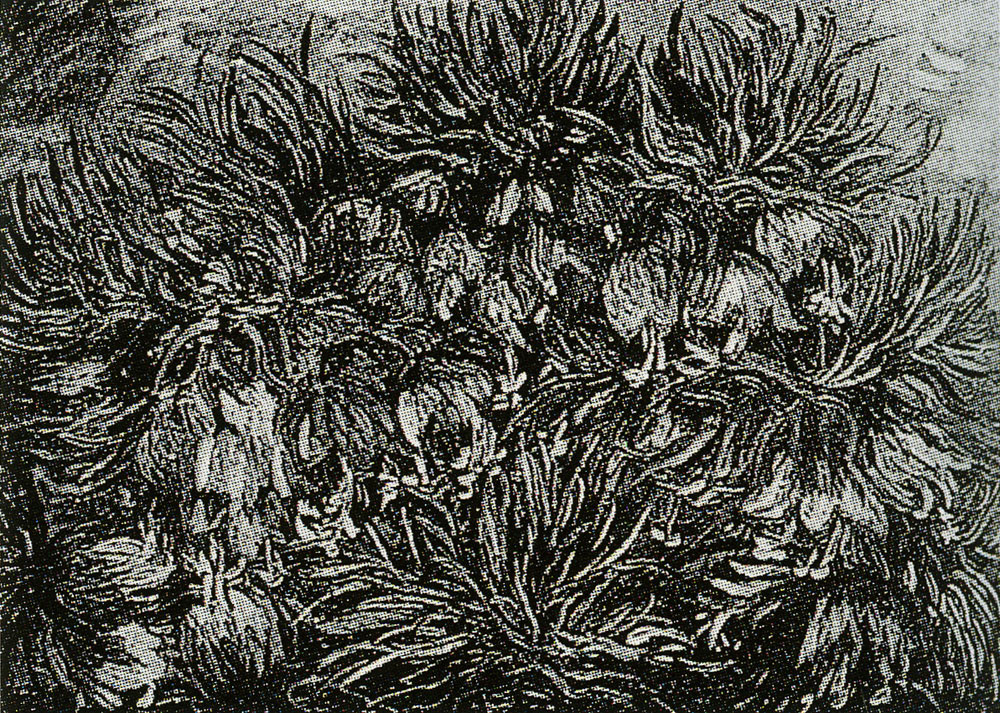 Vincent van Gogh - Fritillarias