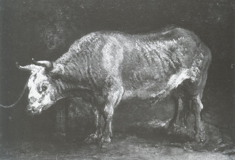 Formerly attributed to Rembrandt - An ox standing