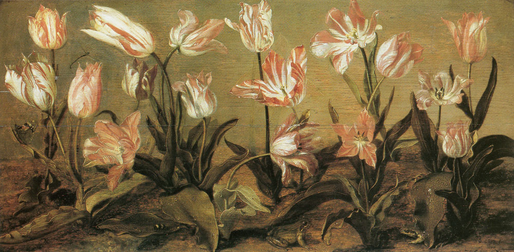 Jacob Gerritsz. Cuyp - Tulips
