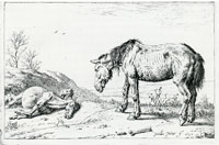 Paulus Potter Old Horse and a Dead Horse