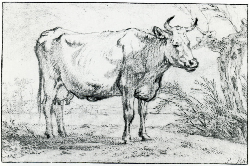 Paulus Potter - Cow