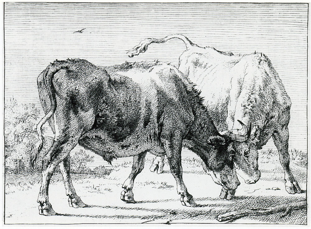 Paulus Potter - Fighting oxen