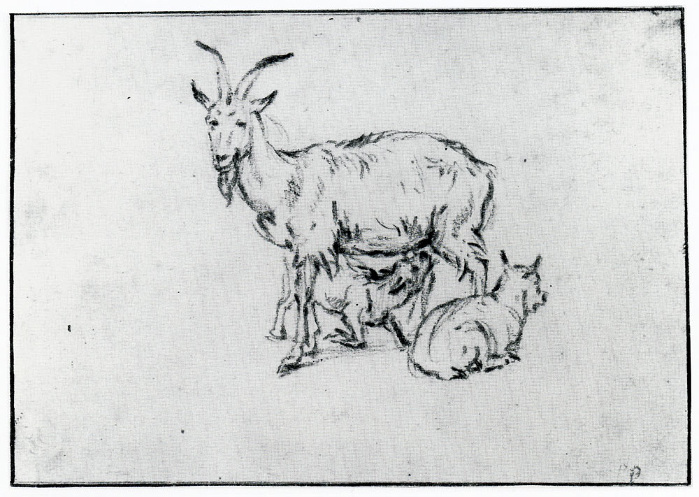 Paulus Potter - Goats