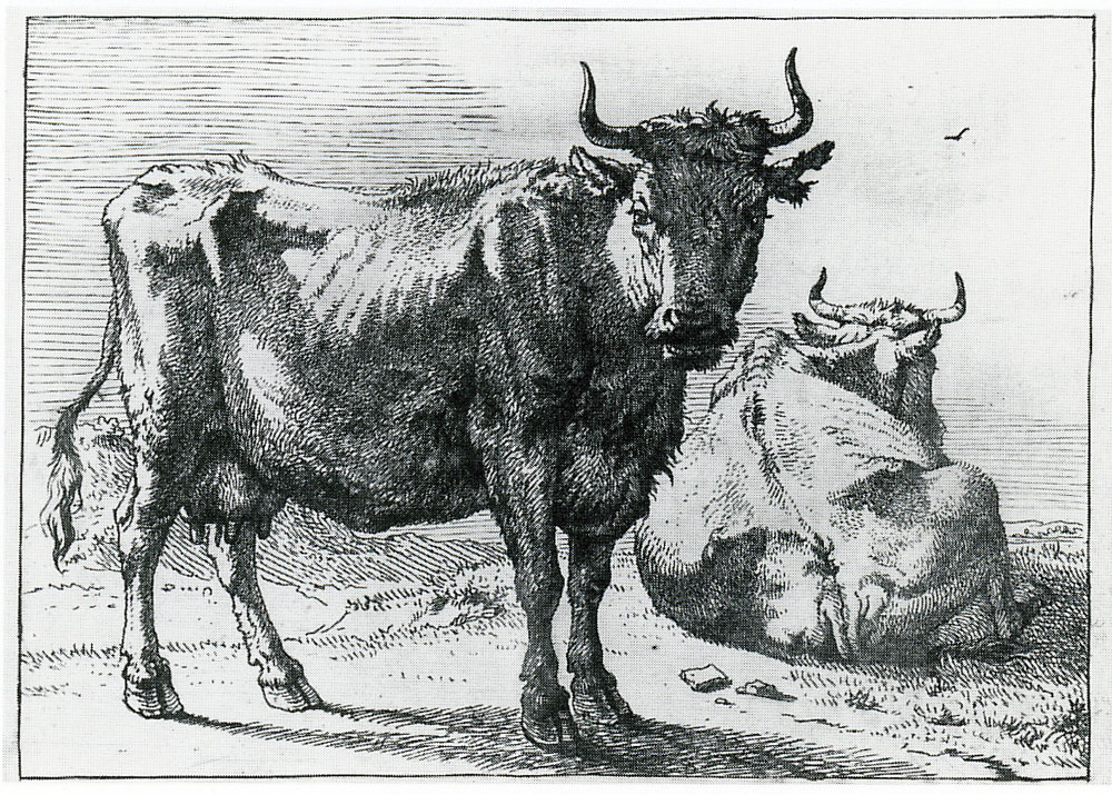 Paulus Potter - Standing Cow
