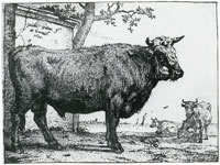 Paulus Potter The Bull