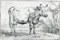 Paulus Potter Cow