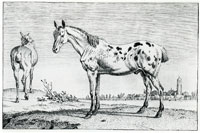 Paulus Potter Horse with a Cut Tail