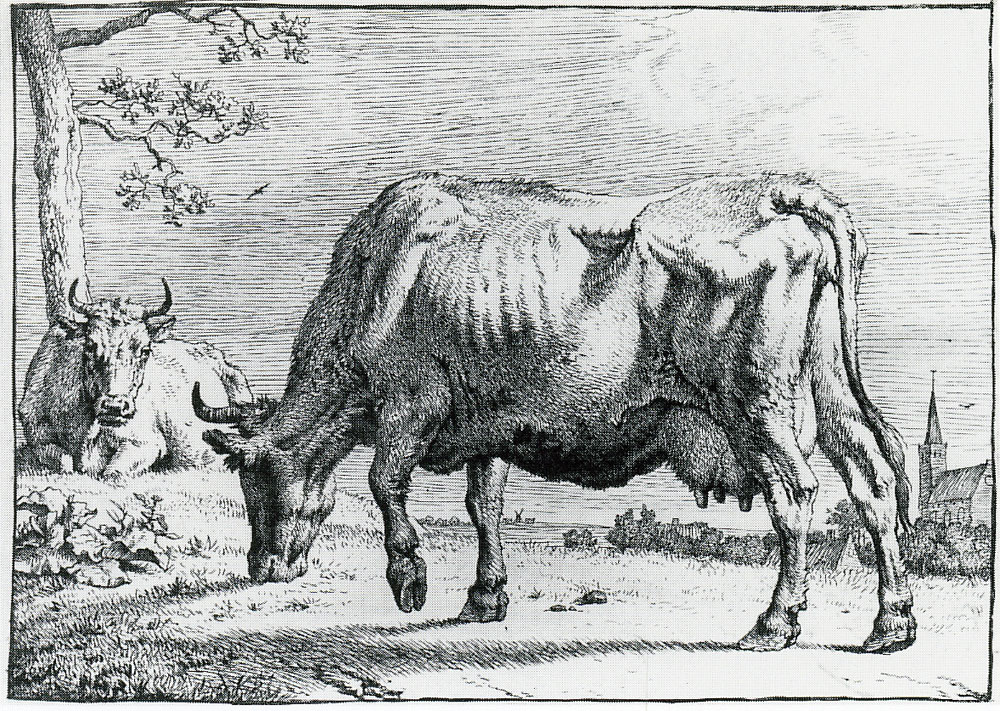 Paulus Potter - Eating cow