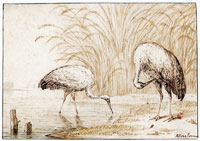 Anthonie van Borssom Two cranes near the water's edge
