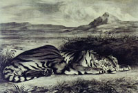 Eugène Delacroix Royal tiger (third state of four)