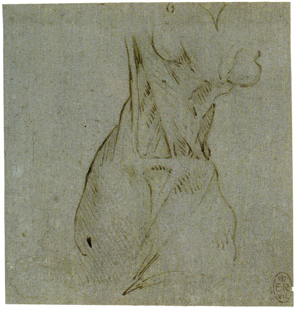 Leonardo da Vinci - Echorché Study of the Neck and Shoulders