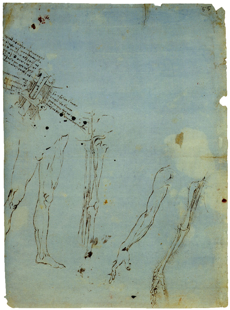 Leonardo da Vinci - Studies of the Nervous System