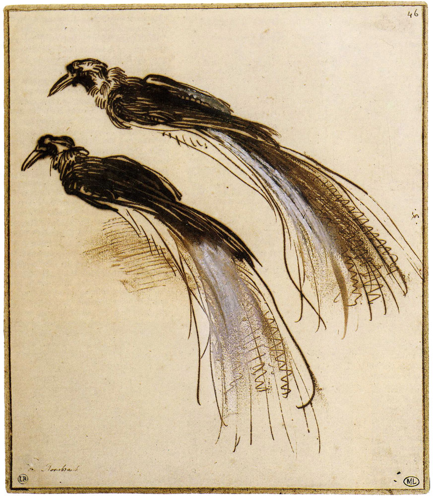 Rembrandt - Two studies of a bird of paradise