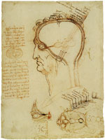 Leonardo da Vinci - The Ventricles of the Brain and the Layers of the Scalp