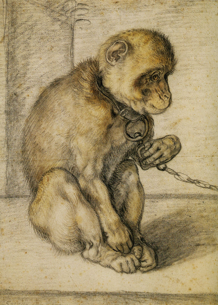 Hendrick Goltzius - Seated Monkey on a Chain