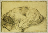 Hendrick Goltzius Spaniel Lying Down