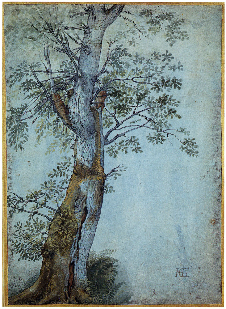 Hendrick Goltzius - English Oak