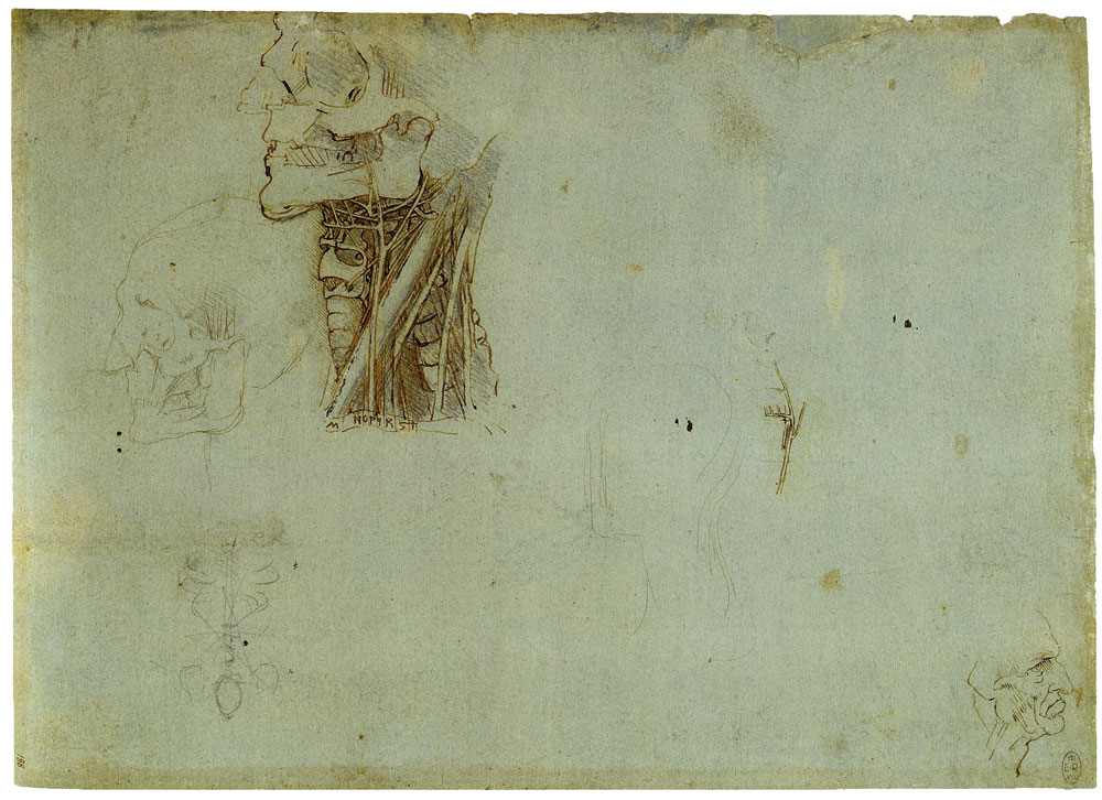 Leonardo da Vinci - Anatomical Studies of the Neck ans Skull; Profile of an Old Man