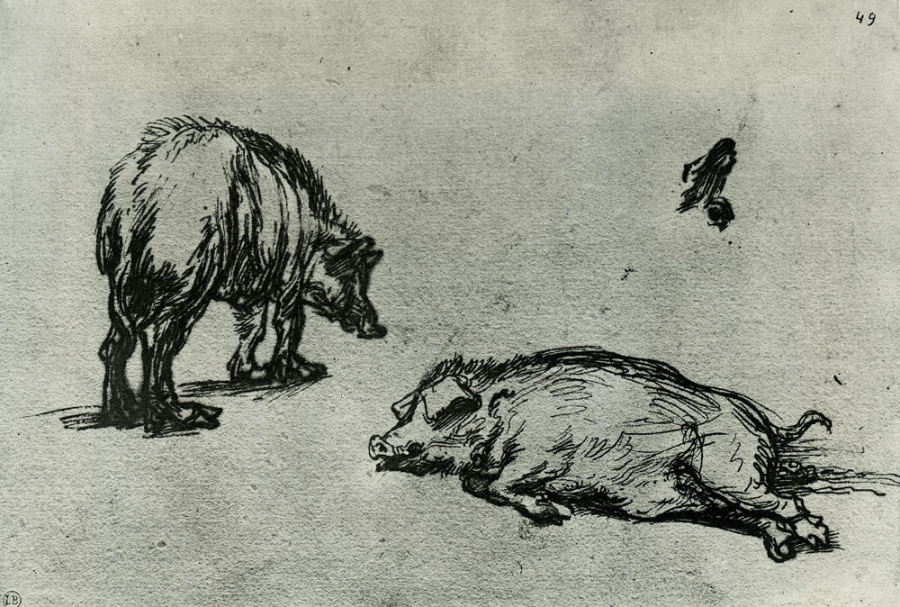 Rembrandt - Studies of Two Pigs