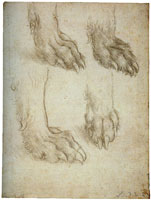 Leonardo da Vinci Studies of a Dog's Paw