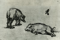 Rembrandt Studies of Two Pigs