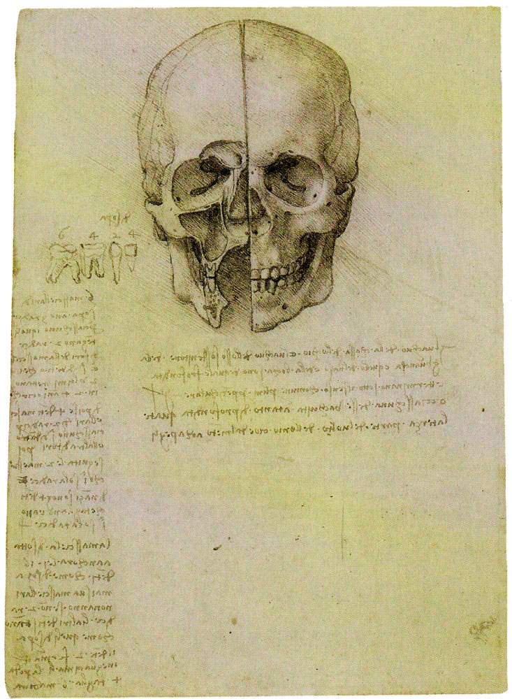 Leonardo da Vinci - Anatomical study of the human skull