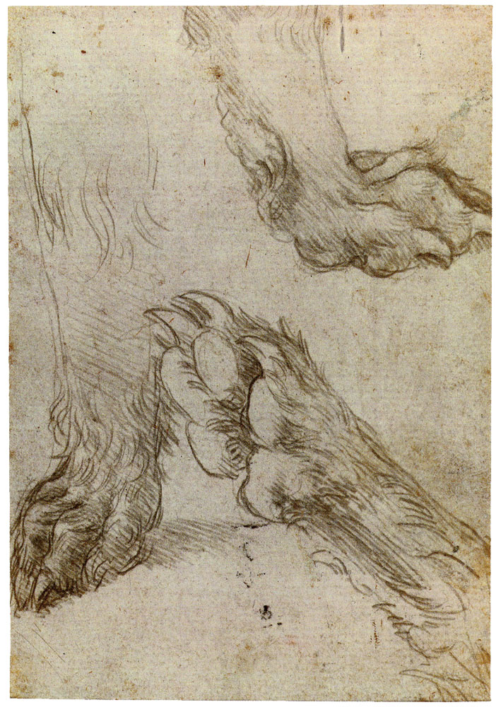 Leonardo da Vinci - Studies of a Dog's Paw