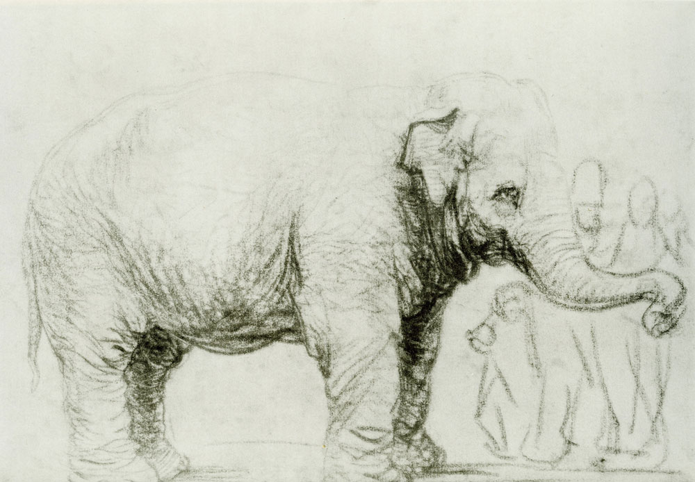 Rembrandt - An elephant