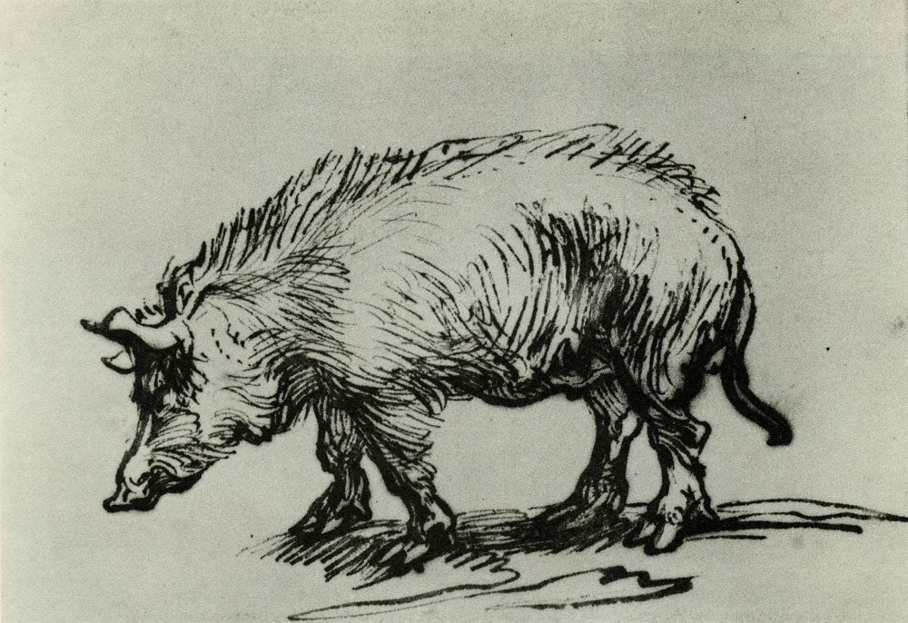 Rembrandt - Study of a Pig