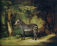 George Stubbs A Zebra