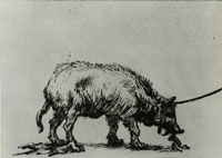Rembrandt Study of a Pig