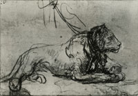 Rembrandt Study of a Chained Lioness