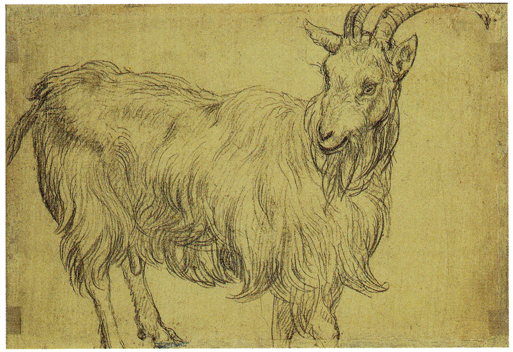 Hendrick Goltzius - Goat Standing