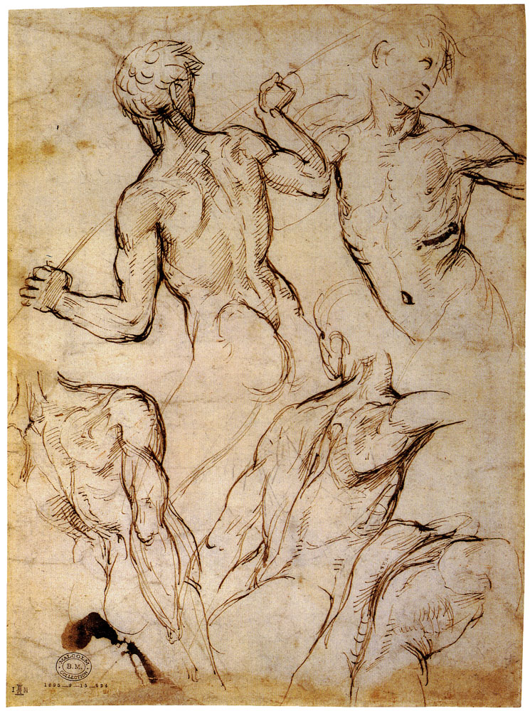 Raphael - Five Studies of Nude Male Torsos
