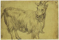 Hendrick Goltzius Goat Standing