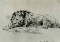 Rembrandt Lion Resting