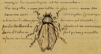 Vincent van Gogh Cicada-like beetle