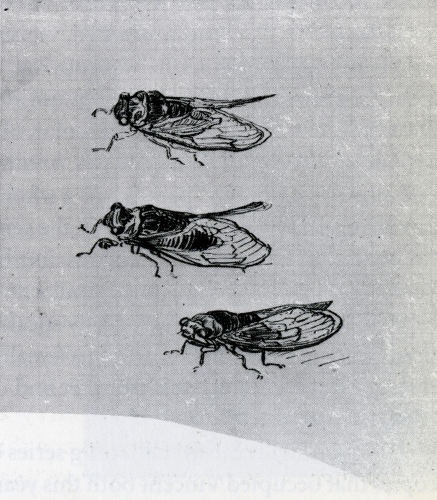 Vincent van Gogh - Three Cicadas