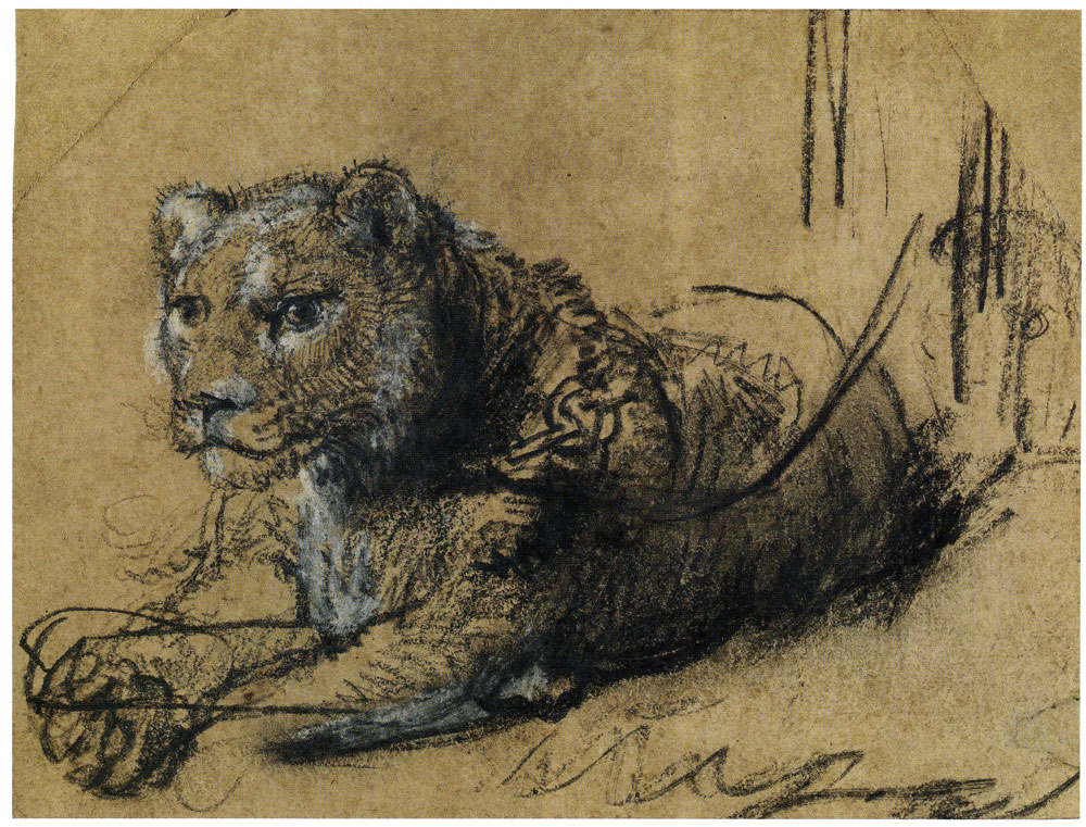 Rembrandt - Young Lion Resting
