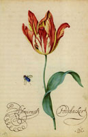 Balthasar van der Ast Study of a Tulip (Admirael Pottebacker) and a Fly