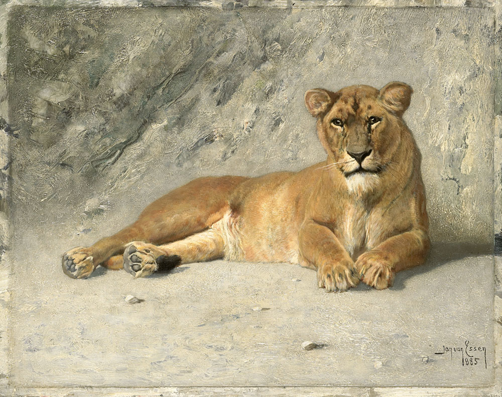 Jan van Essen - Lioness Resting