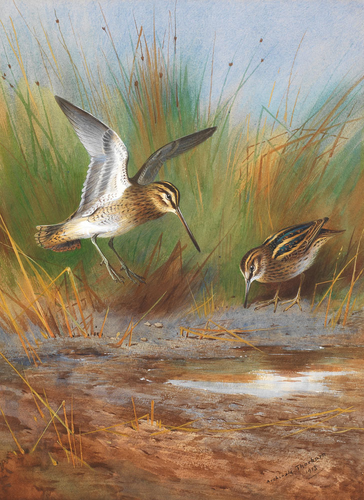 Archibald Thorburn - Common Snipe and Jack Snipe watering